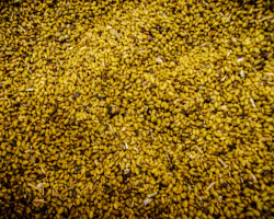 seed coating dye in yellow for agriculture