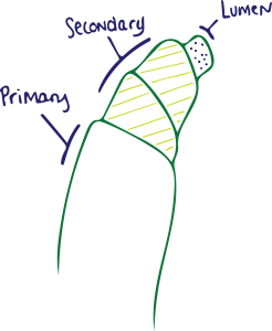 Cotton Fiber Diagram