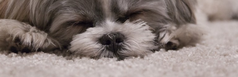 puppy on carpet