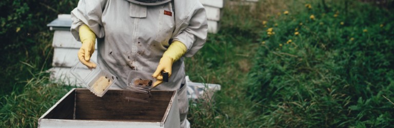 unusual dye uses in bee population